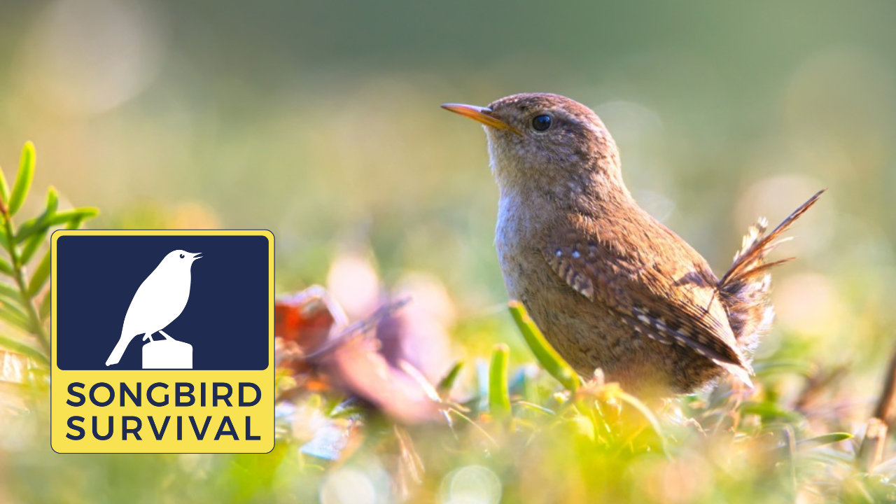 Songbird Survival