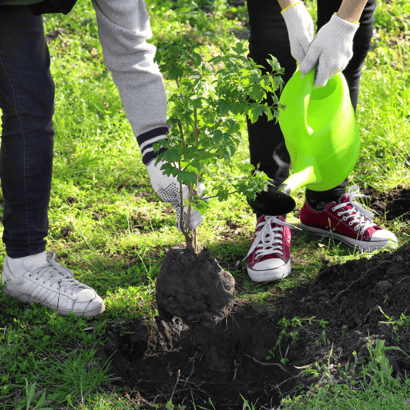 Sapling