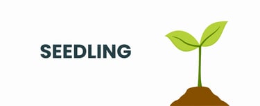 Seedling-2